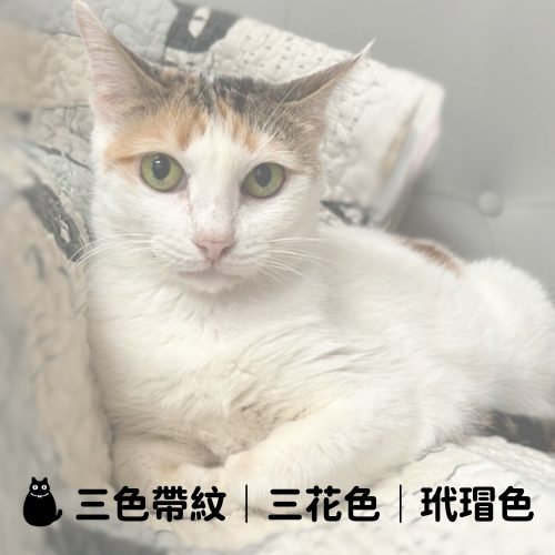 東成里住客 三色帶紋｜三花色｜玳瑁色